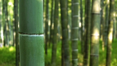 Bambusparkett Riemen