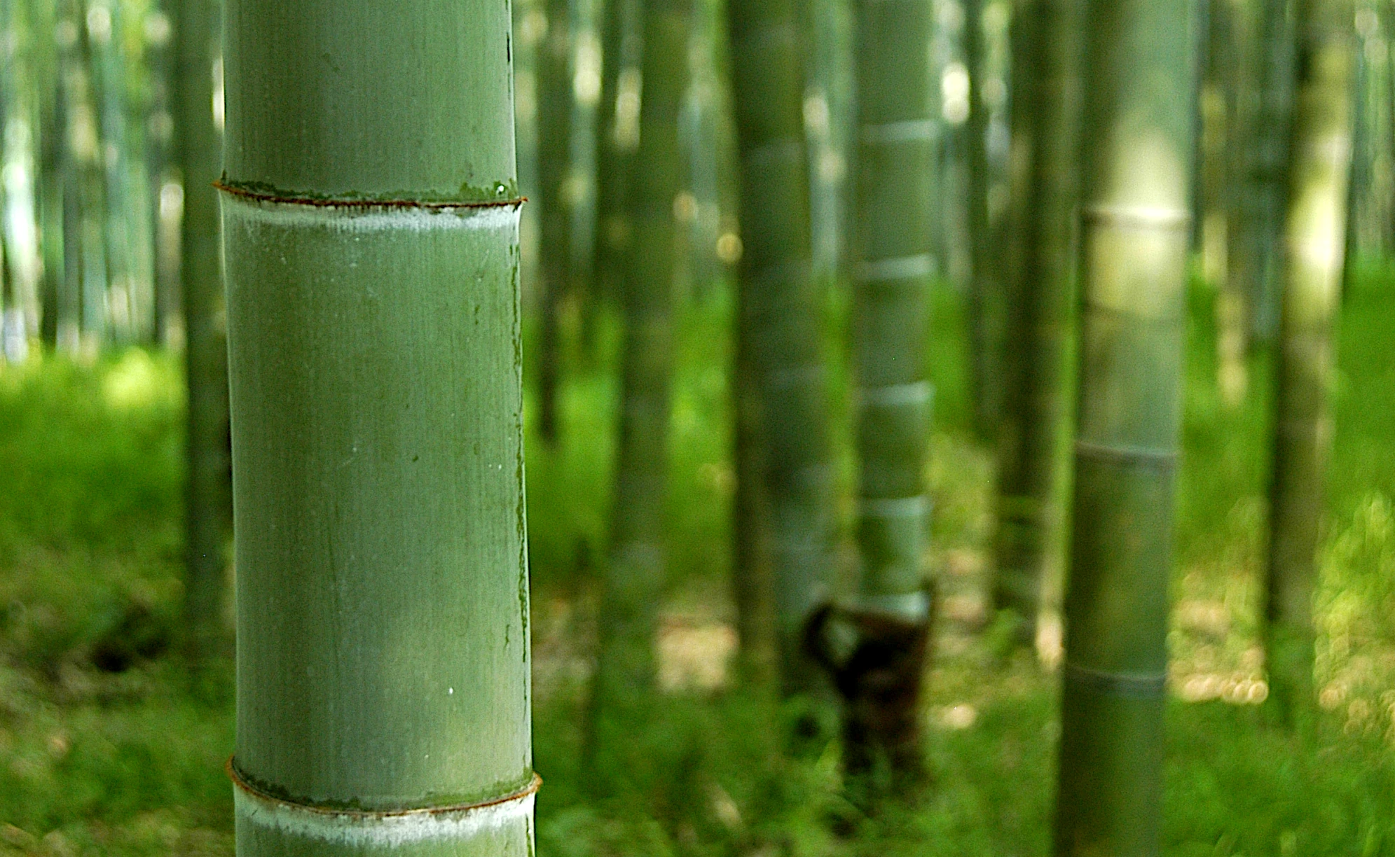 Bambusparkett Riemen